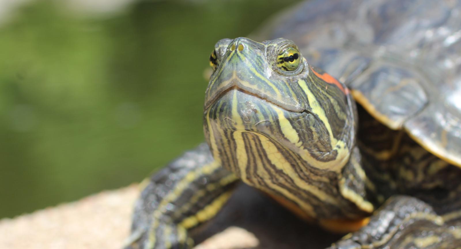 Turtle Pond