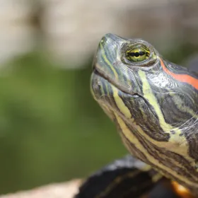 A turtle relaxes at the Turtle Pond.