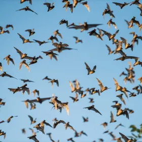 Gardening for Bats