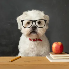 Genius of Dogs