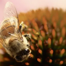 Cone flower and bee