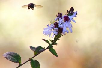 Bee buzzes a nearby flower