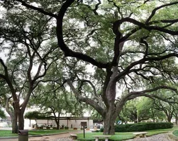 Battle Oaks