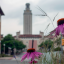 Prairie flowers bloom with UT Tower as a backdrop