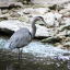 Blue Heron hunts on Waller Creek