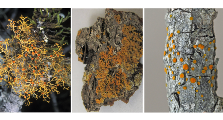 Mapping air quality through lichen diversity: A comparative, student-led survey of the UT Austin main campus and the Brackenridge Field Laboratory