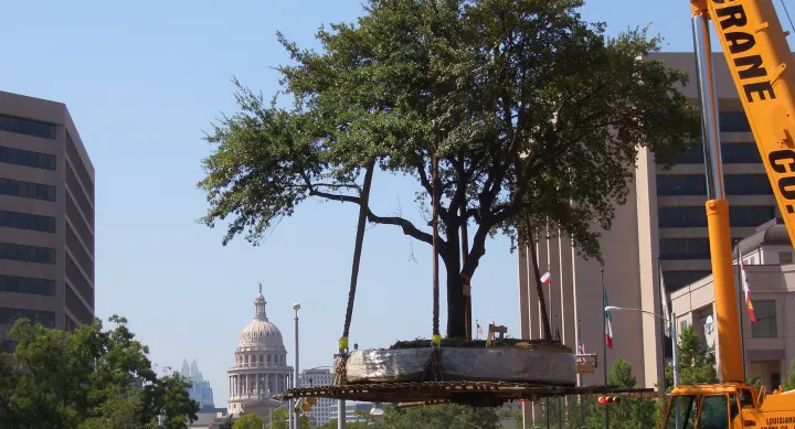 Moving live oak tree on UT Austin campus