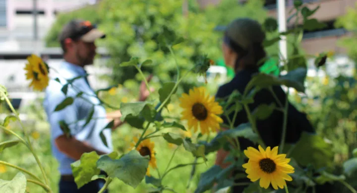 Pocket prairie at Dell Medical School