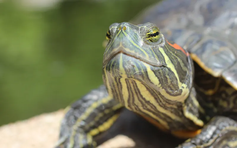 Turtle Pond